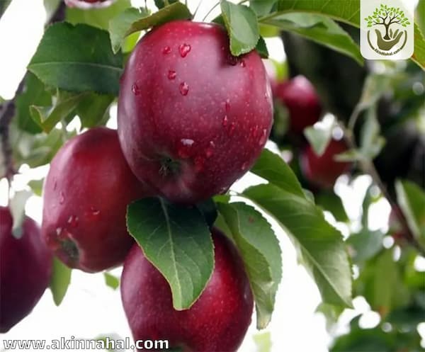 تصویر 1 از قیمت خرید سیب قرمز فرانسه + فروش ویژه